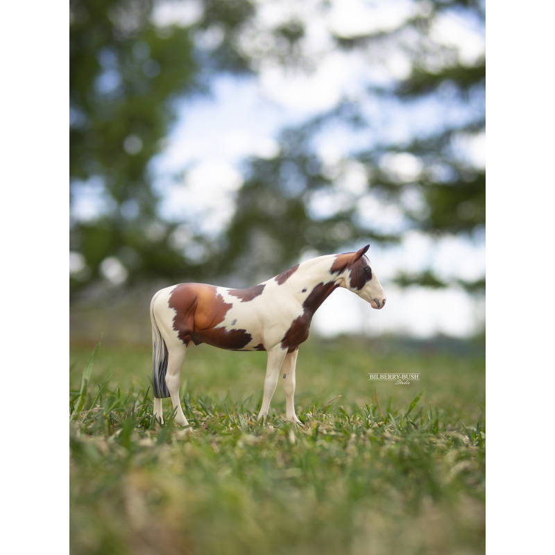 Pinto Warmblood Gelding