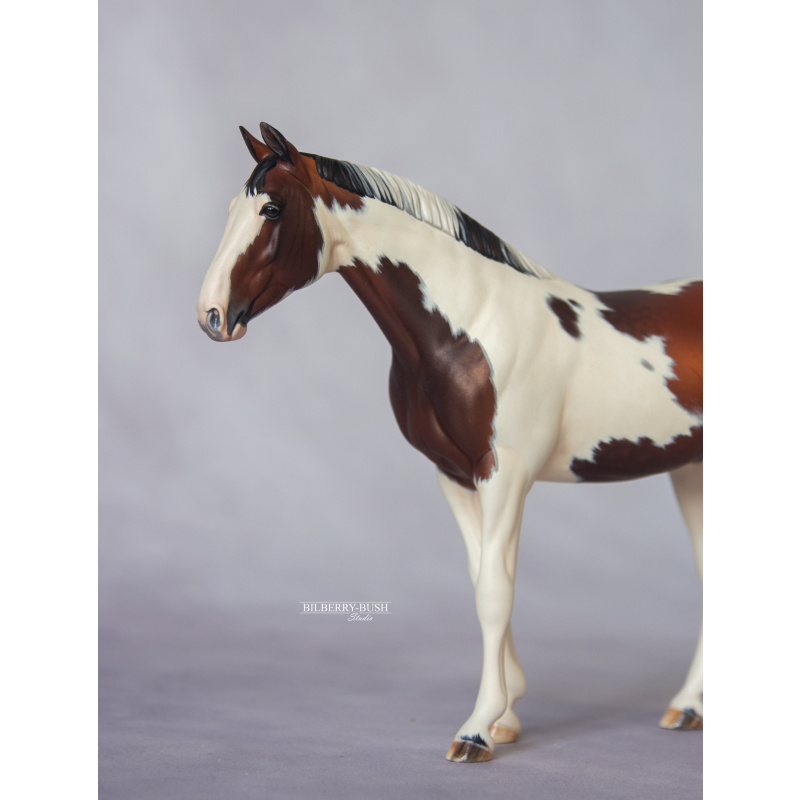 Pinto Warmblood Gelding
