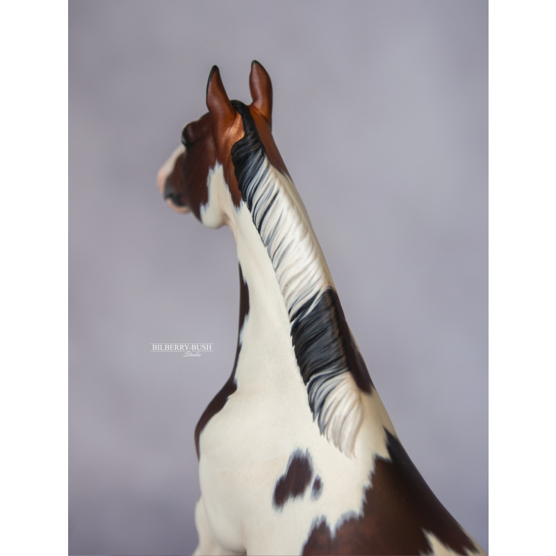 Pinto Warmblood Gelding