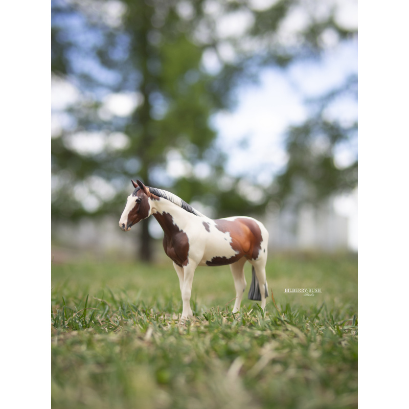 Pinto Warmblood Gelding