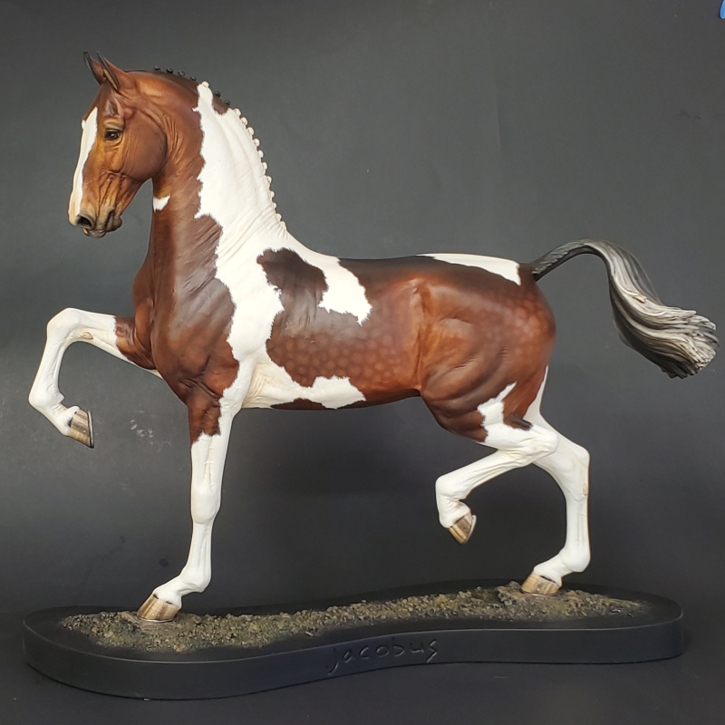 Traditional “Jacobus” in Dark Bay Tobiano