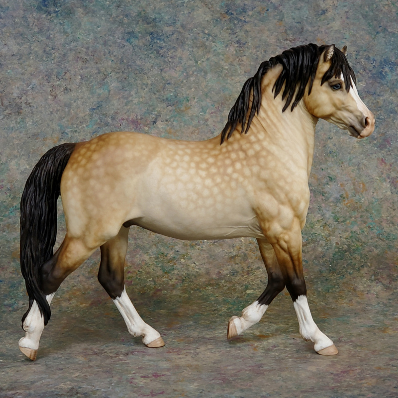 Traditional “Merry” Section A Welsh in Dappled Buckskin