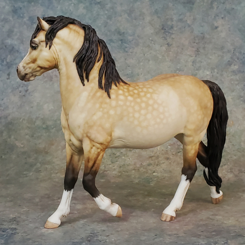 Traditional “Merry” Section A Welsh in Dappled Buckskin