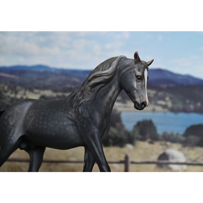 CM BREYER MORGAN TO A DAPPLED STEEL GREY