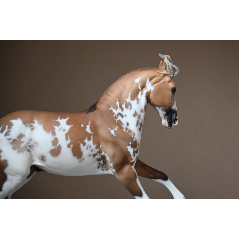 CM BREYER CRIOLLO PAINTED TO A GOLDEN DUNALINO SABINO