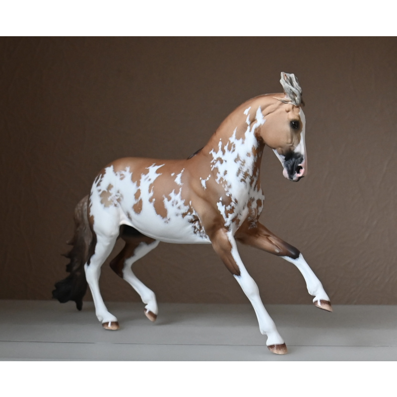 CM BREYER CRIOLLO PAINTED TO A GOLDEN DUNALINO SABINO