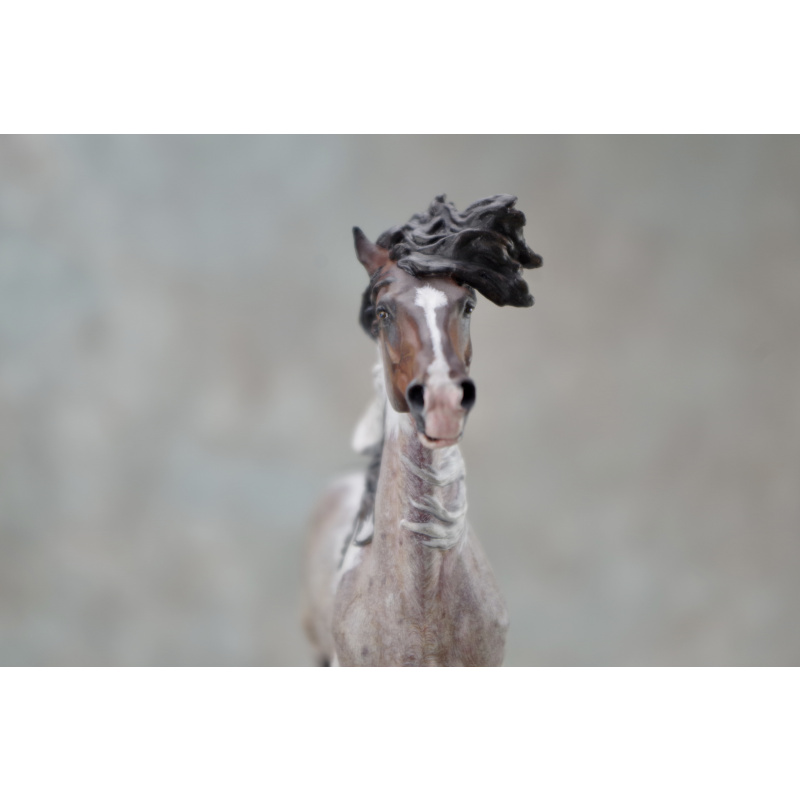 Venti Whirlwind in Roan Tobiano