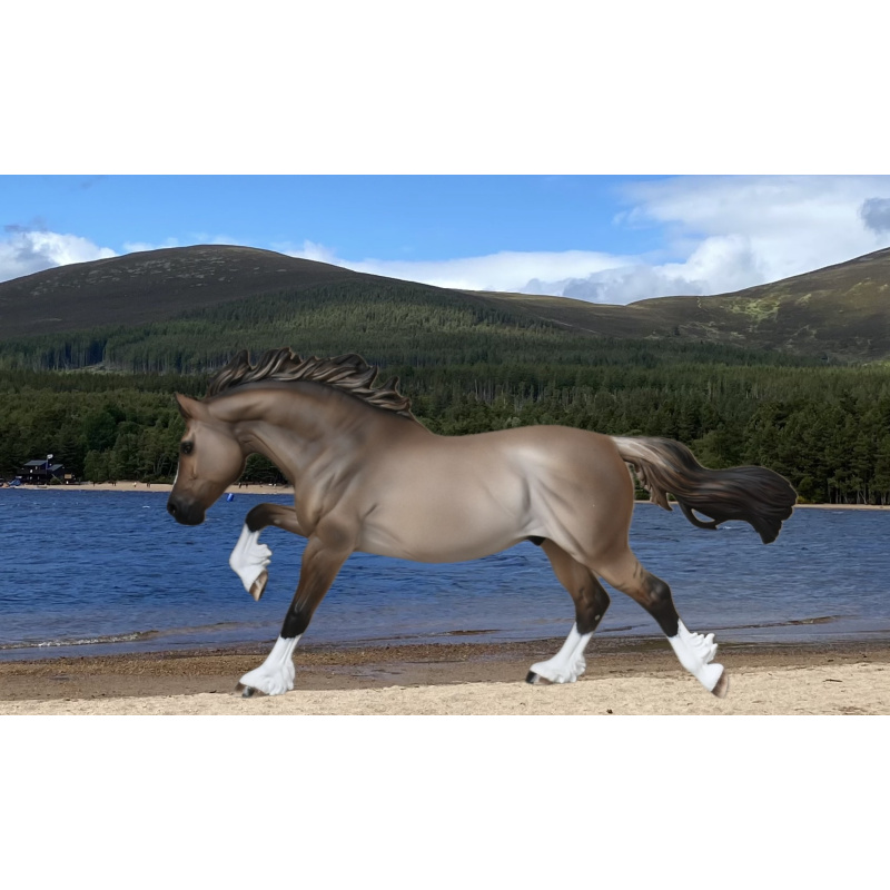 CM BREYER WELSH COB TO A LIGHTLY DAPPLED DUN
