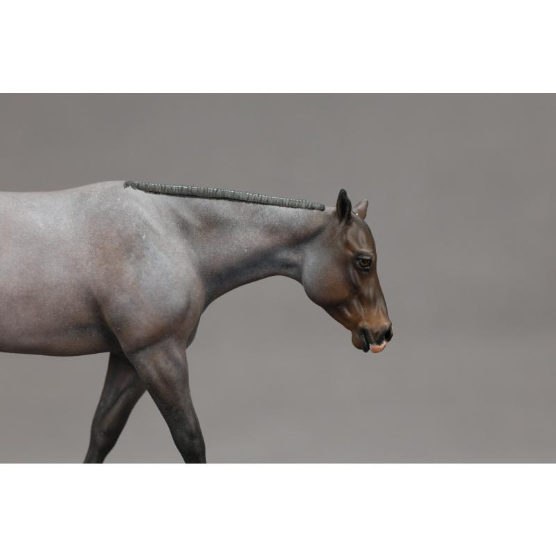 Venti Bay Roan Chocolate Covered