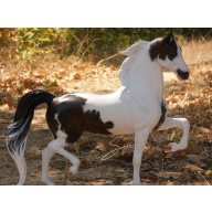Custom Seal Bay Tobiano