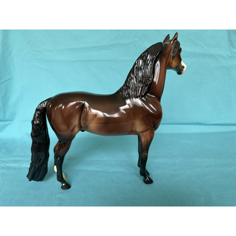 2013 Eureka Live Trophy - Glossy Bay Morgan - 12 Produced