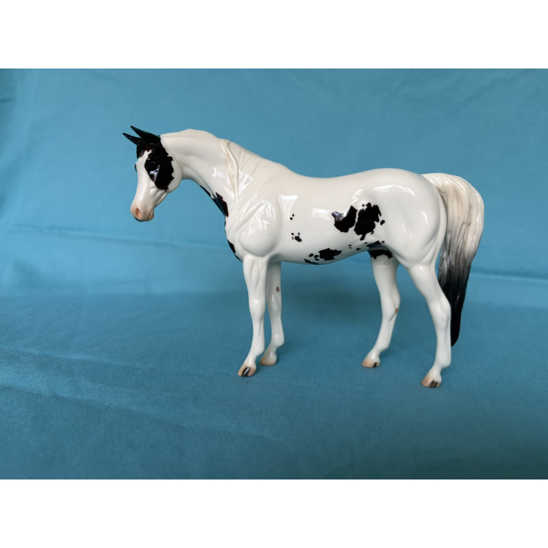 Celebrity - Glossy 2009 Equilocity SR