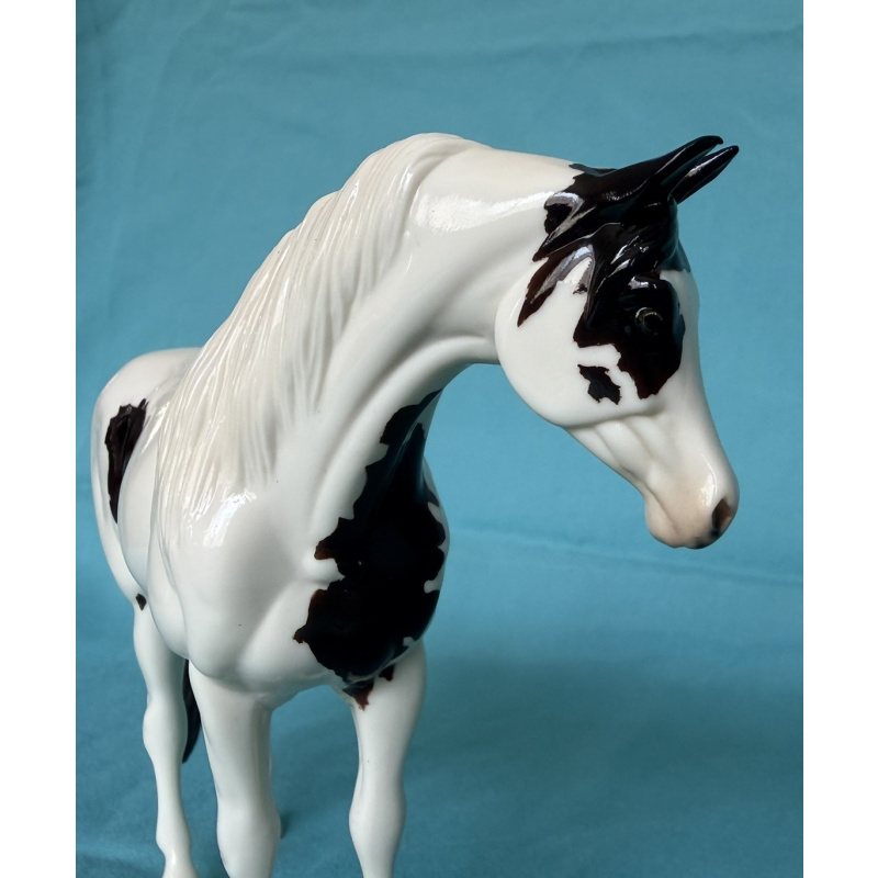 Celebrity - Glossy 2009 Equilocity SR