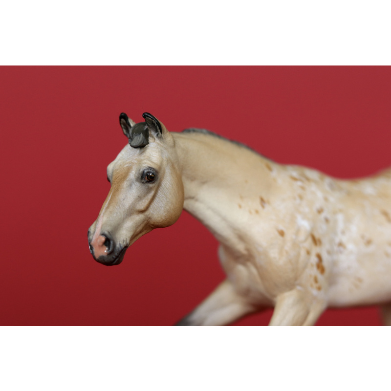 Unique Buckskin Appaloosa Custom