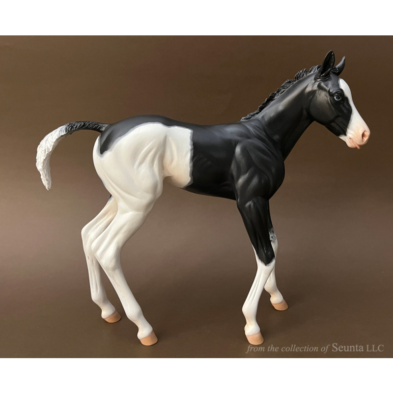 Black Overo RASPBERRY Foal