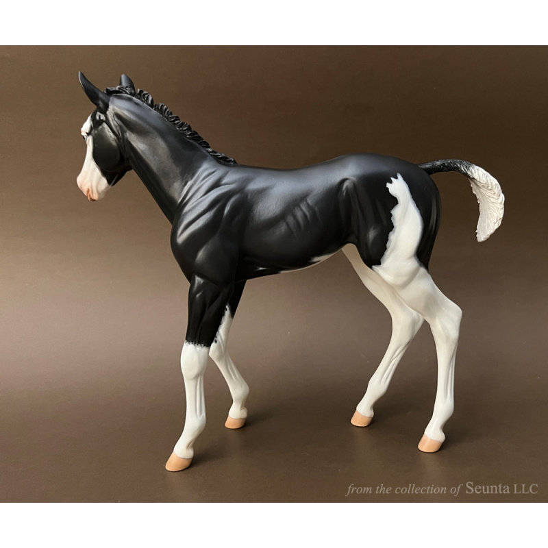 Black Overo RASPBERRY Foal