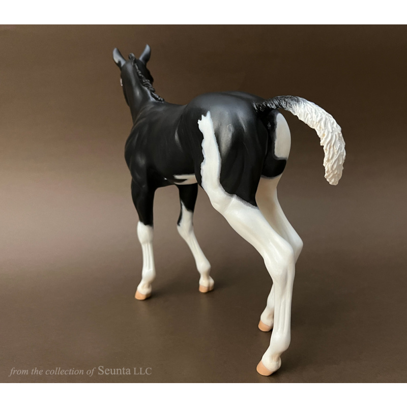 Black Overo RASPBERRY Foal
