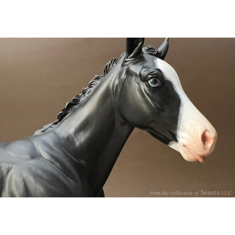 Black Overo RASPBERRY Foal