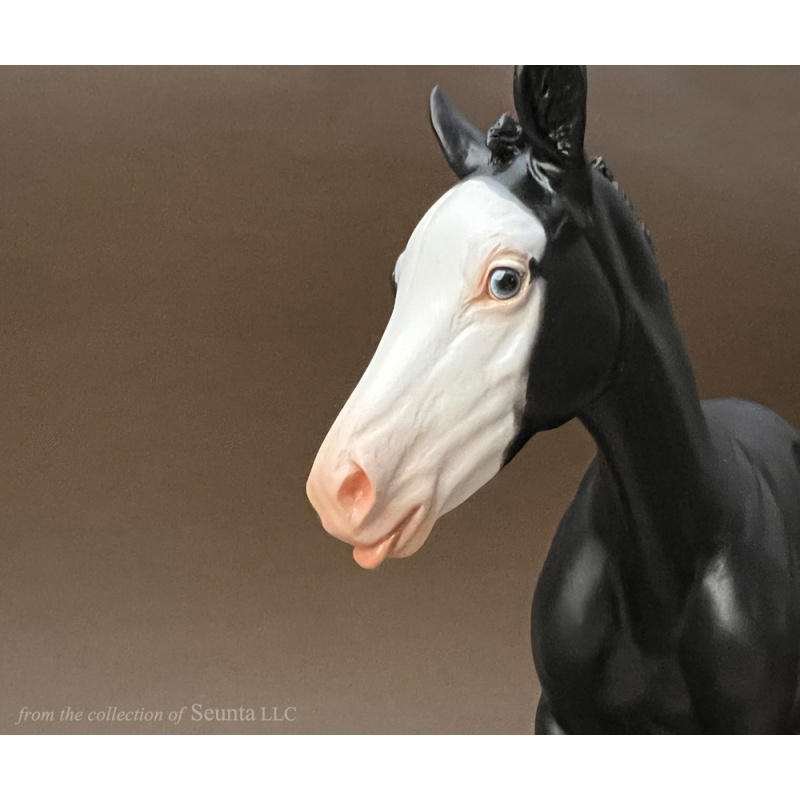 Black Overo RASPBERRY Foal