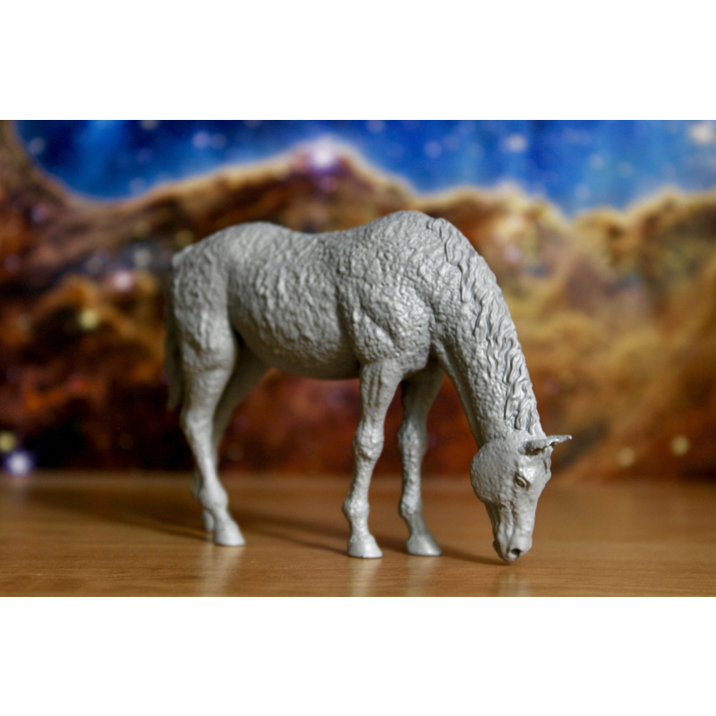 DOLLY - American Bashkir Curly Mare