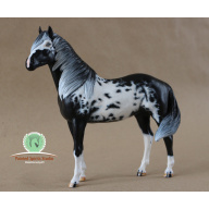 Paimpol du Clos du Rohan - CM Breyer Duchess to black and white Overo Paint