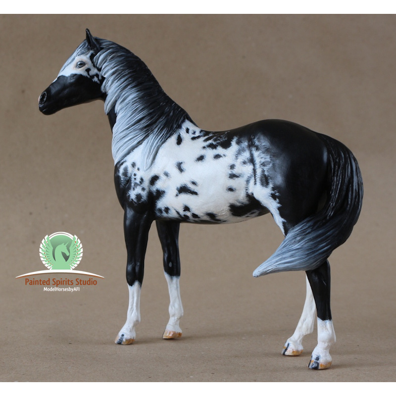Paimpol du Clos du Rohan - CM Breyer Duchess to black and white Overo Paint