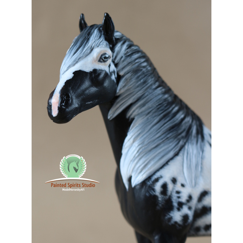 Paimpol du Clos du Rohan - CM Breyer Duchess to black and white Overo Paint