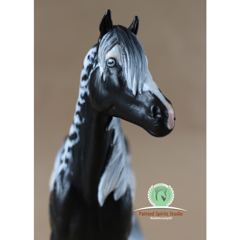 Paimpol du Clos du Rohan - CM Breyer Duchess to black and white Overo Paint