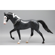 Stone TWH DAH Stunning Glossy Blue Roan Tobiano with Blue Eyes