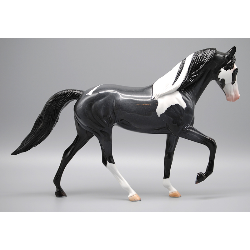 Stone TWH DAH Stunning Glossy Blue Roan Tobiano with Blue Eyes
