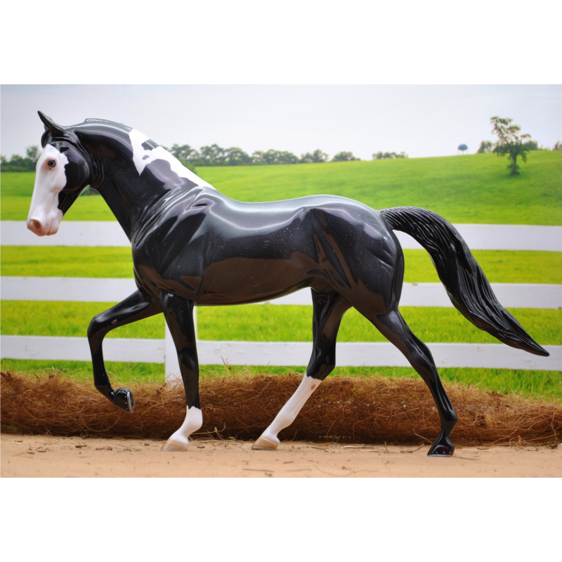 Stone TWH DAH Stunning Glossy Blue Roan Tobiano with Blue Eyes