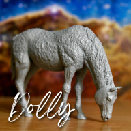 DOLLY - American Bashkir Curly Mare