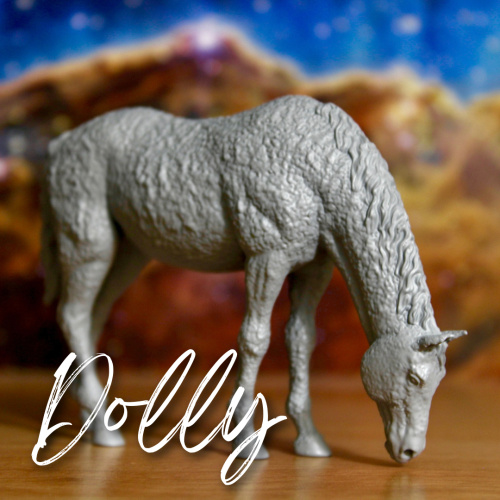 DOLLY - American Bashkir Curly Mare