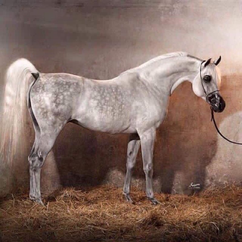 Straight Egyptian Arabian Stallion U/P