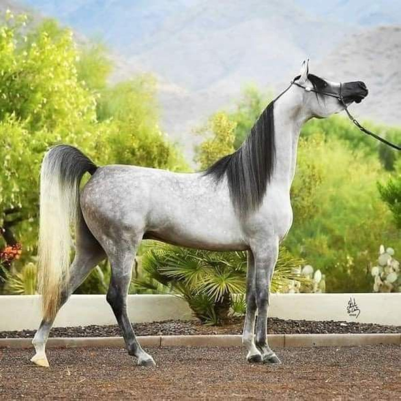 Straight Egyptian Arabian Stallion U/P